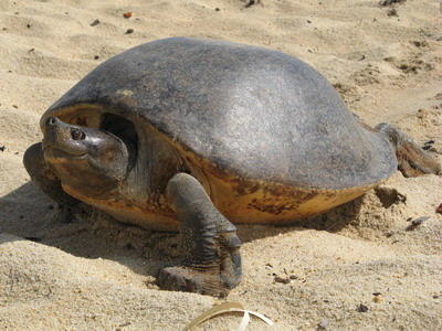 B. affinis dopo la deposizione Femmina Batagur affinis
