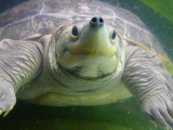 Northern river terrapin in via estinzione Batagur baska e la lotta contro il tempo