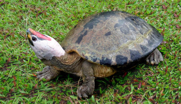Tartaruga del Borneo Angelo custode Batagur borneoensis