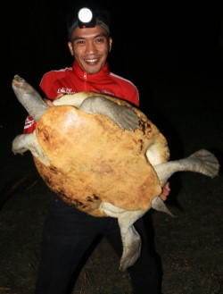 Biologo delle tartarughe Joko Guntoro Satucita Foundation