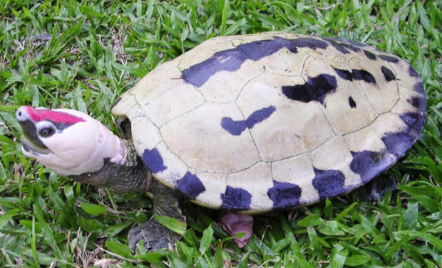 Tartaruga acqua dolce asiatica painted terrapin