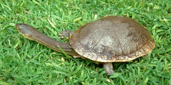 Chelodina mccordi dell'isola di Roti