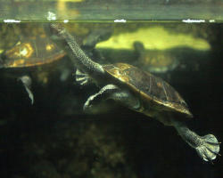 Chelodina mccordi habitat naturale