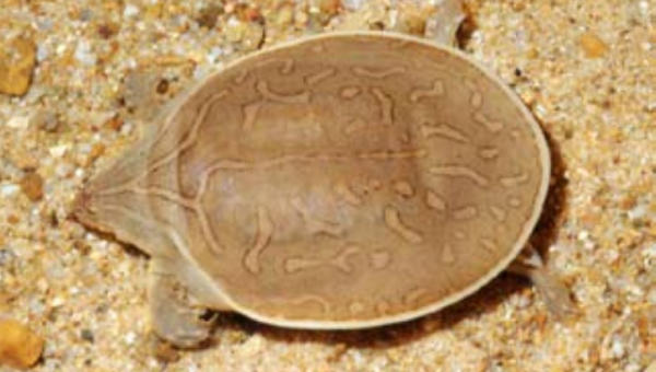 Chitra chitra della Tailandia Chitra chitra: la più gande tartaruga dal guscio molle