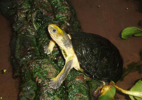 Storia della C. aurocapitata La tartaruga Cuora aurocapitata