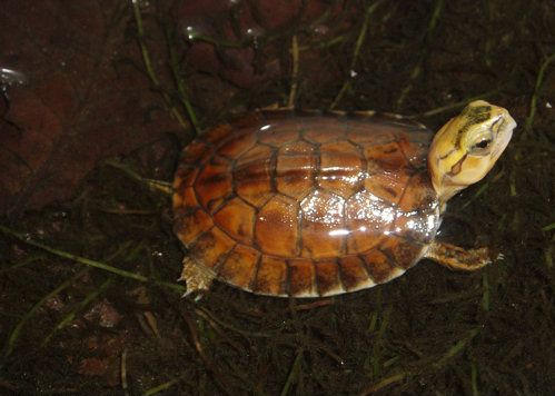 Cuora mccordi tartaruga usata come pietra