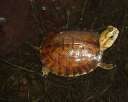 Tartaruga Cuora mccordi