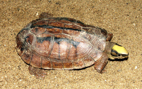 Cuora trifasciata, tartaruga a rischio estinzione