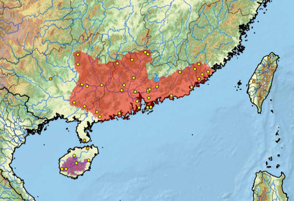 La Cuora Trifasciata vive tra la Cina e Hong Kong Area geografica naturale della Cuora Trifasciata