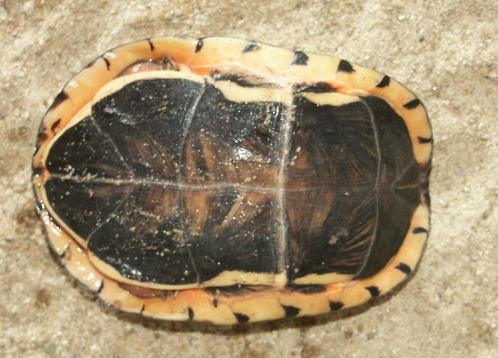 Tartaruga dal piastrone scuro Piastrone cuora trifasciata