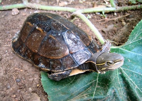 La tartaruga estinta... ritrovata Cuora yunnanensis