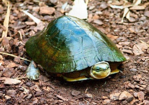 Esemplare di Zhou’s Box Turtle Cuora zhoui tartaruga scoperta nei mercati cinesi