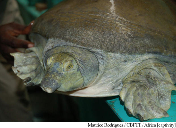 Tartaruga africana del Sahel Alla ricerca della tartaruga Cyclanorbis elegans