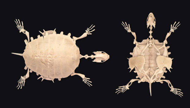 Fossile di tartaruga d'acqua dolce Scheletro Cyclanorbis elegans