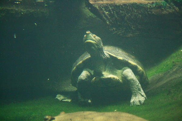 Hitacee zoo di Praga Dermatemys mawii in cattività
