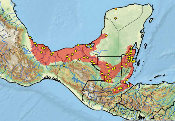 Central American River Turtle area geografica Habitat naturale Dermatemys mawii