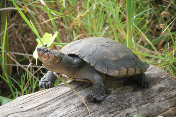 Réré Erymnochelys madagascariensis