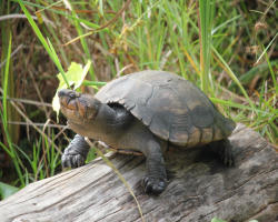 Scheda Erymnochelys madagascariensis