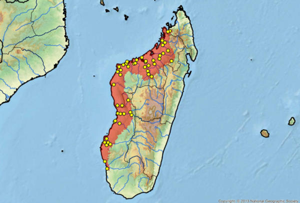 Erymnochelys madagascariensis area geografica di vita