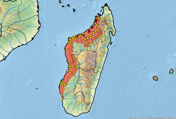 Tartaruga madagascariensis habitat naturale Erymnochelys madagascariensis area geografica di vita