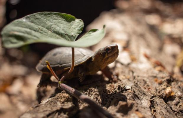 Tartaruga di Puerto Vallarta, Messico Kinosternon vogti caratteristiche e habitat