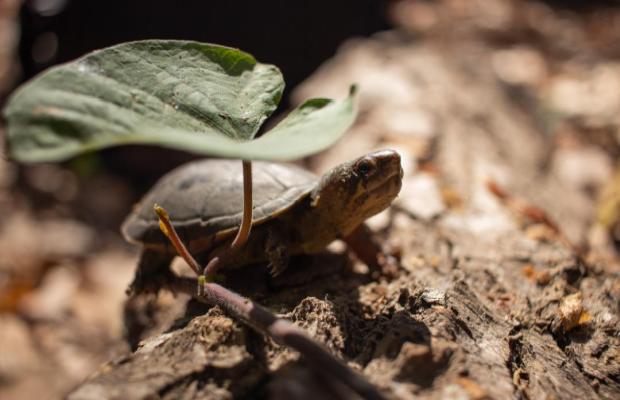 Kinosternon vogti caratteristiche e habitat