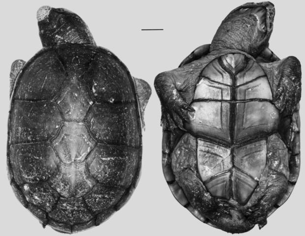 Esemplare di Vallarta Mud Turtle Olotipo Kinosternon vogti
