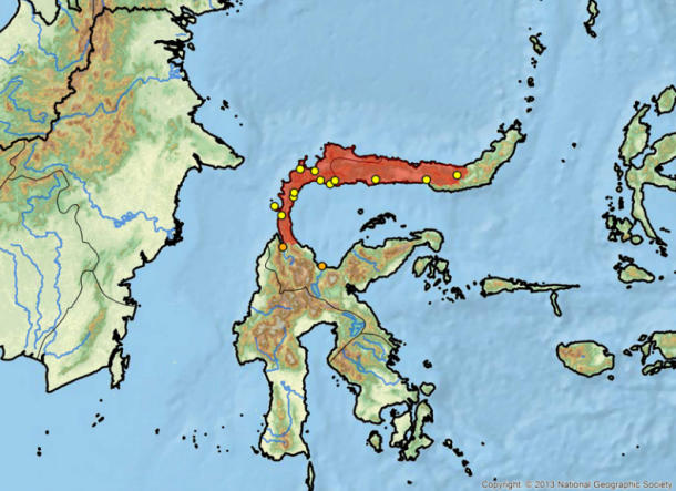 Habitat geografico tartaruga Sulawesi Forest Turtle Dove vive Leucocephalon yuwonoi in natura