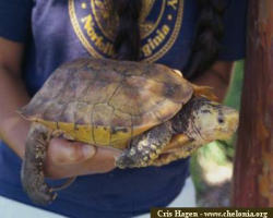 Tartaruga semi acquatica Leucocephalon yuwonoi