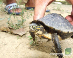 Mauremys annamensis rara tartaruga palustre