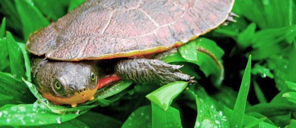 Esemplare Mesoclemmys hogei Progetto RainForest Trust