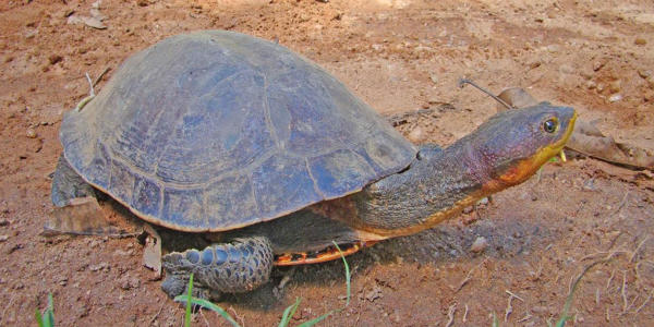 Mesoclemmys hogei la tartaruga della Foresta Atlantica