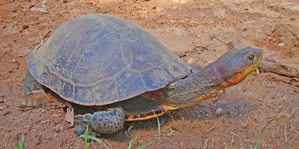 Tartaruga Hoge’s Side-necked Turtle Mesoclemmys hogei la tartaruga della Foresta Atlantica