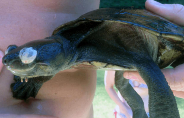 Virus Bellinger River Snapping Turtle Misteriosa malattia della Myuchelys georgesi