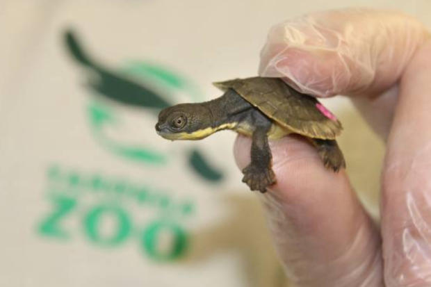Nuove tartarughe nate Piccolo di Myuchelys georgesi al Taronga zoo