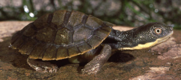 Esemplare giovane tartaruga Bellinger Piccolo di Myuchelys georgesi
