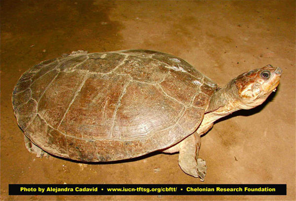 Tartaruga del fiume Magdalena Colombia Magdalena River Turtle