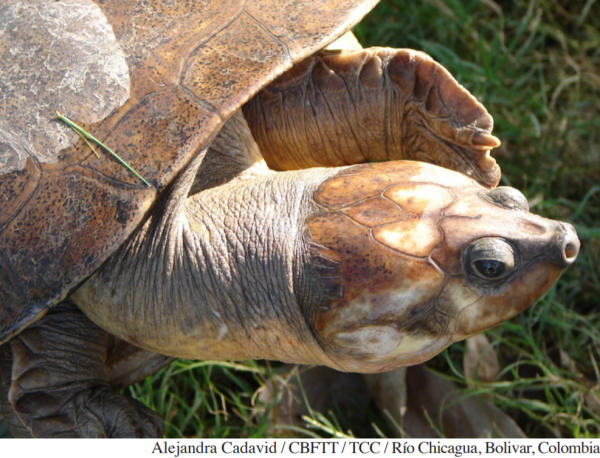 Vita in natura della tartaruga Magdalena River Turtle Podocnemis lewyana tartaruga di fiume colombiana