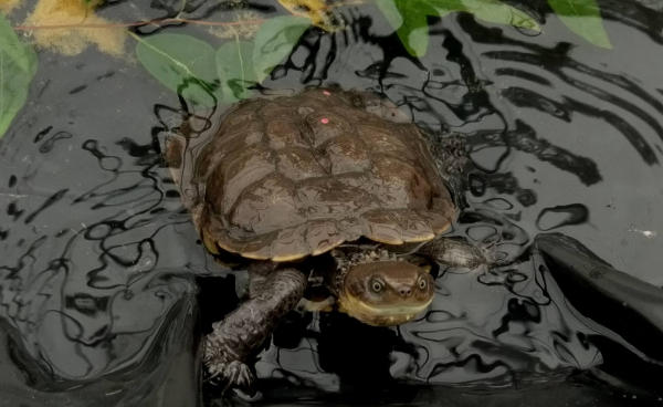 Tartaruga ritrovata da un bambino Tartaruga Pseudemydura umbrina