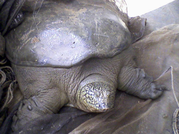 Rafetus Swinhoei Tartaruga dal guscio molle gigante