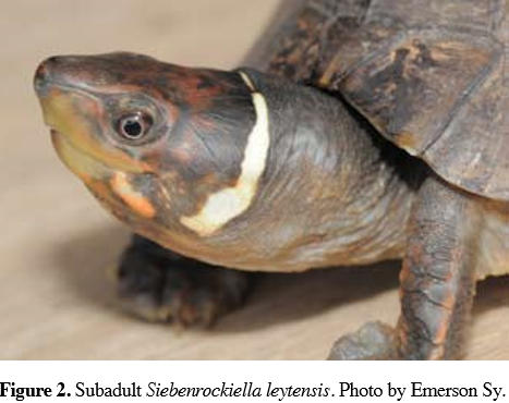 Philippine Forest Turtle Palawan Forest Turtle