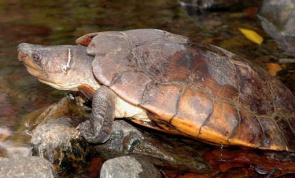 Il mistero della tartaruga di Pawan Siebenrockiella leytensis