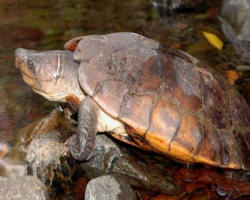 Tartaruga filippina Siebenrockiella leytensis