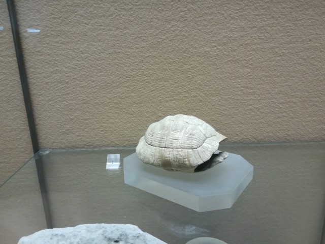 Guscio tartaruga Testudo hermannii gmelin Guscio tartaruga Antiquarium Boscoreale