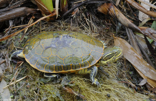 Deirochelys reticularia reticularia