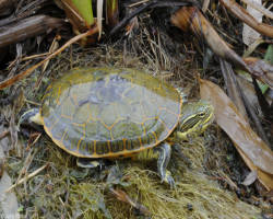 Deirochelys reticularia reticularia