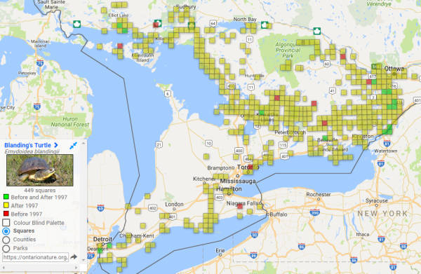 Dove è presente la tartaruga di blanding in Ontario Distribuzione in Ontario Emydoidea blandingii
