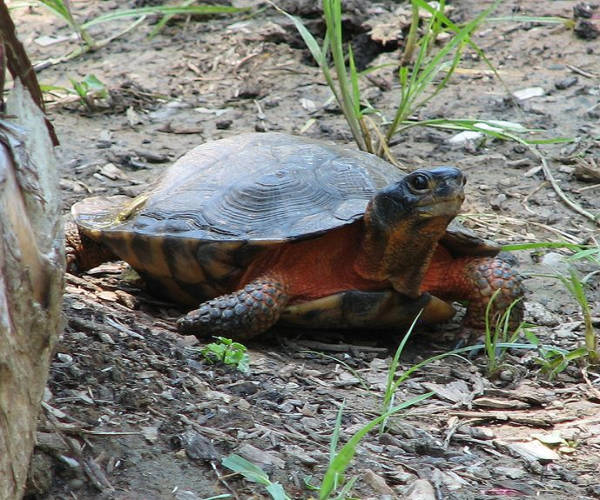 Wood turtle Glyptemys insculpta