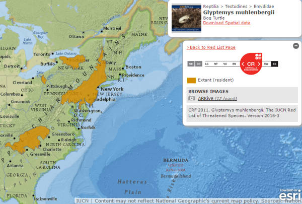 Distribuzione negli USA della tartaruga dei pantani Mappa diffusione glyptemys muhlenbergii