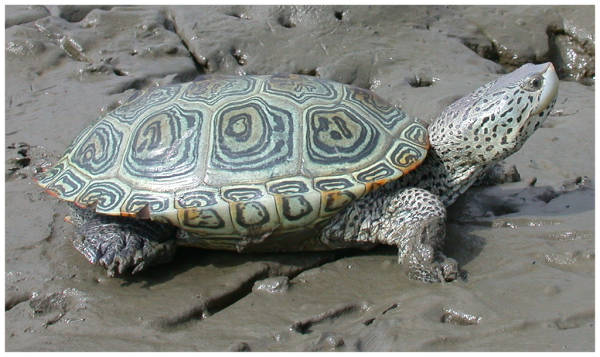 Malaclemys terrapin terrapin Tartaruga dal dorso di diamante